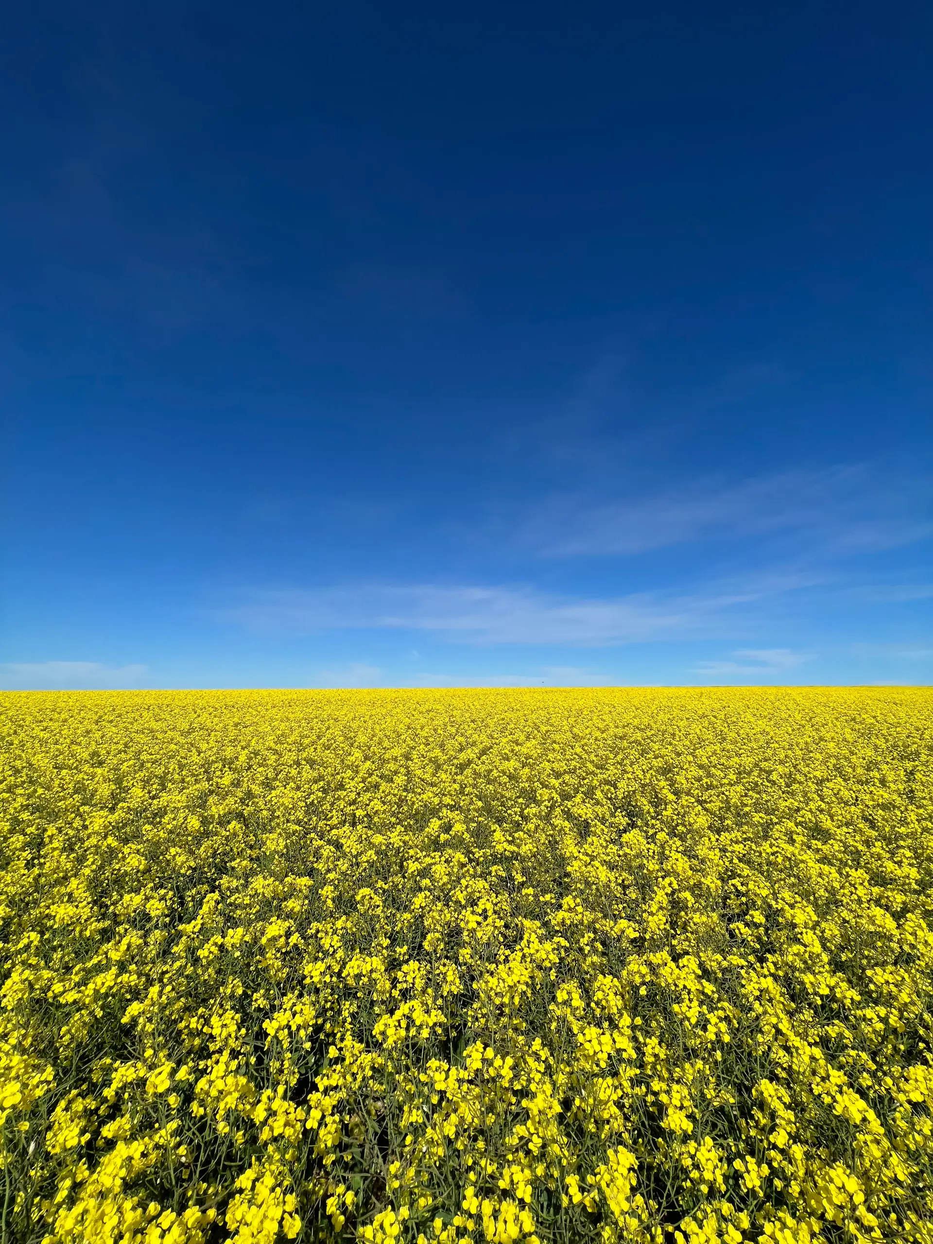 Sunnydale Farming Co. WA Wheatbelt operations